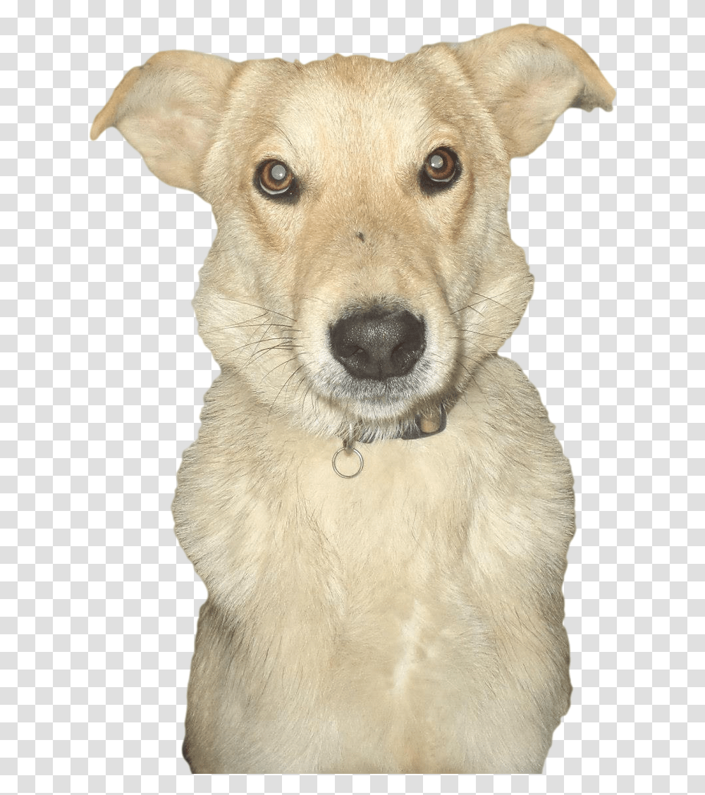 Abandoned Dog Image Companion Dog, Pet, Canine, Animal, Mammal Transparent Png