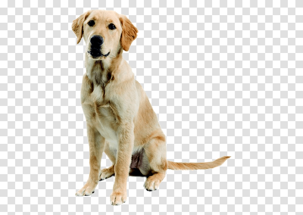 Abandoned Dog Image Mischling Labrador Golden Retriever, Pet, Canine, Animal, Mammal Transparent Png