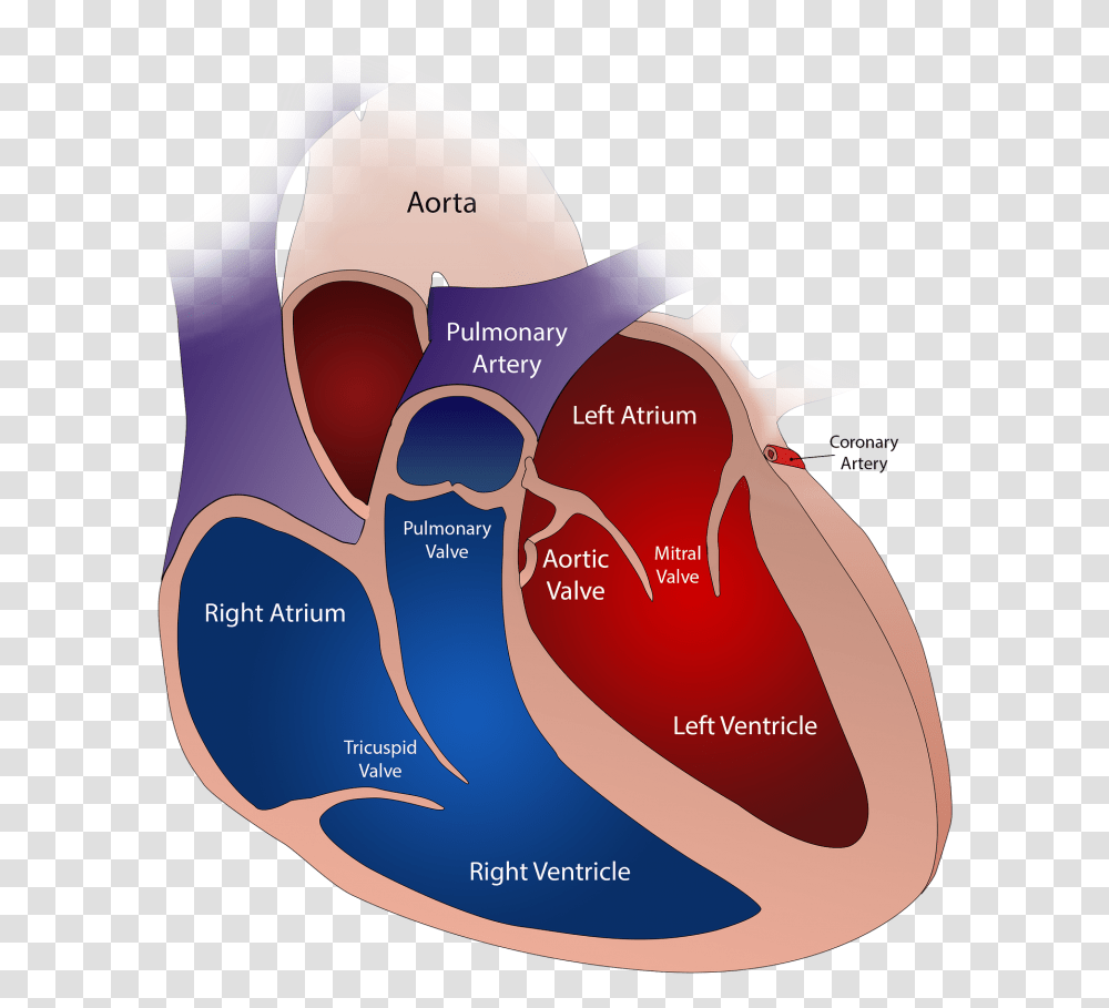 Abbott Continues To Show Heart With 'breakthrough Severely Dilated Left Atrium, Diagram, Plot, Map, Mountain Transparent Png
