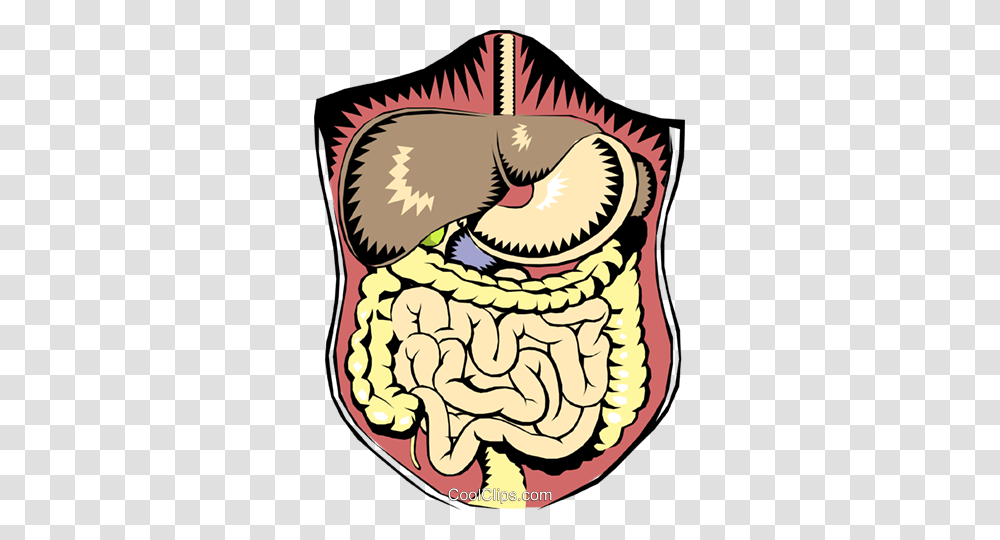 Abdominal Digestive Organs Royalty Free Vector Clip Art, Bird, Animal, Plant, Food Transparent Png