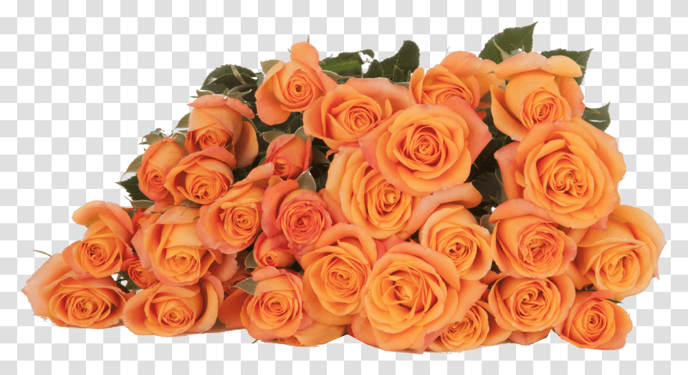 Abeba Floribunda, Rose, Flower, Plant, Blossom Transparent Png