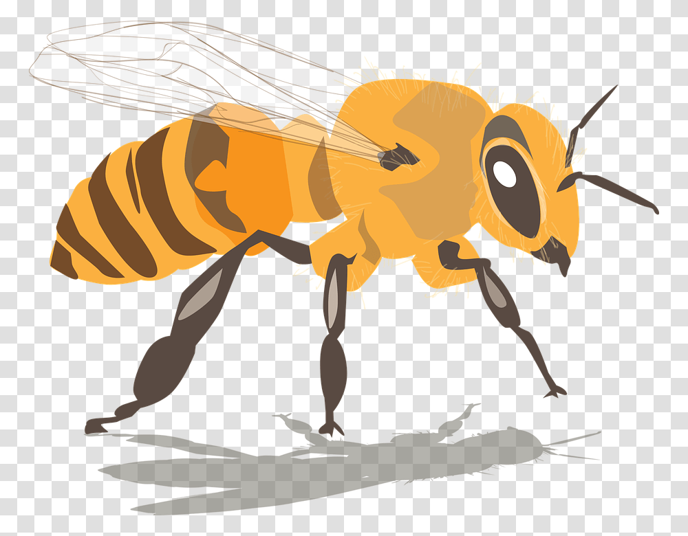 Abeja Insectos Miel Cera De Abejas Apicultura Imagenes De Abejas, Honey Bee, Invertebrate, Animal Transparent Png