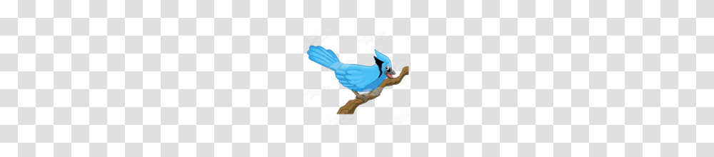 Abeka Clip Art Blue Jay On A Branch, Bird, Animal, Person, Human Transparent Png