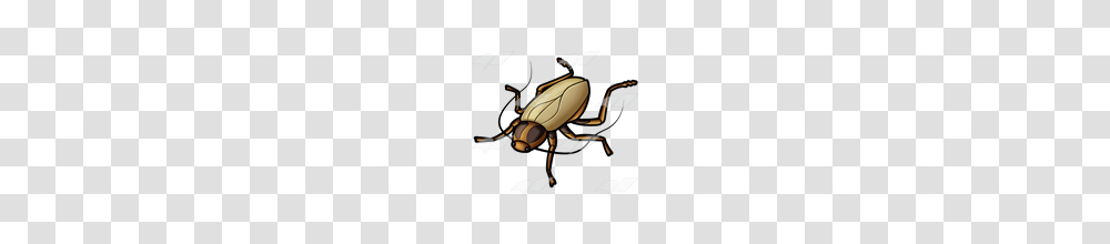 Abeka Clip Art Brown Cockroach, Insect, Invertebrate, Animal, Firefly Transparent Png