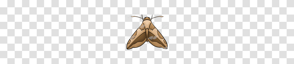 Abeka Clip Art Brown Moth, Animal, Invertebrate, Butterfly, Insect Transparent Png