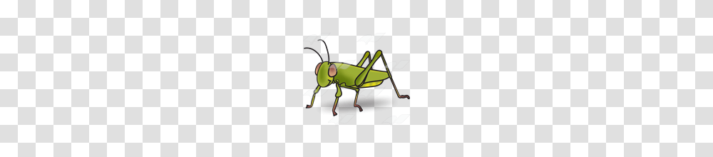 Abeka Clip Art Green Grasshopper, Insect, Invertebrate, Animal, Grasshoper Transparent Png