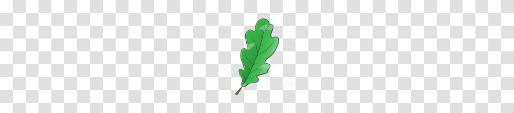 Abeka Clip Art Oak Leaf, Plant, Tree, Grain, Produce Transparent Png