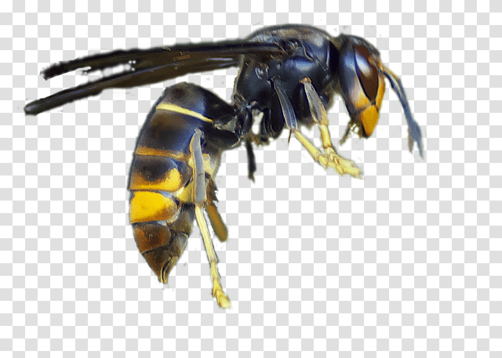 Abelha Asitica, Wasp, Bee, Insect, Invertebrate Transparent Png