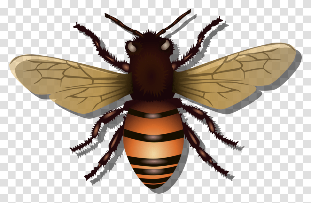 Abelha Inseto Voar Mel Natureza Colmia Besouro Honey Bee Svg Free, Insect, Invertebrate, Animal, Wasp Transparent Png