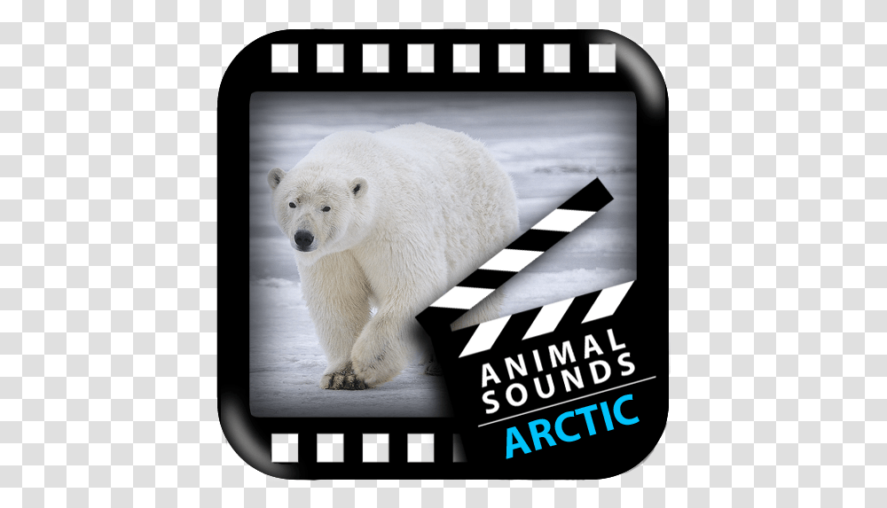 About Best Arctic Animals Sounds Google Play Version Arctic Animal Sounds, Bear, Wildlife, Mammal, Advertisement Transparent Png