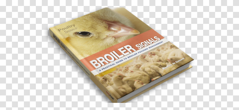 About Broiler Signals Chicken Meat, Advertisement, Poster, Flyer, Paper Transparent Png