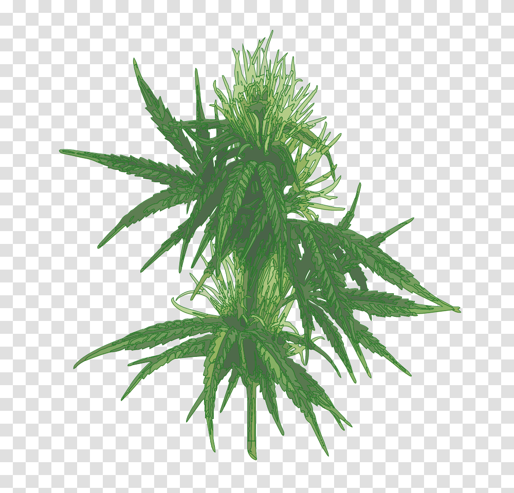 About Cannabis Plant Clinica Verde Pr, Hemp Transparent Png