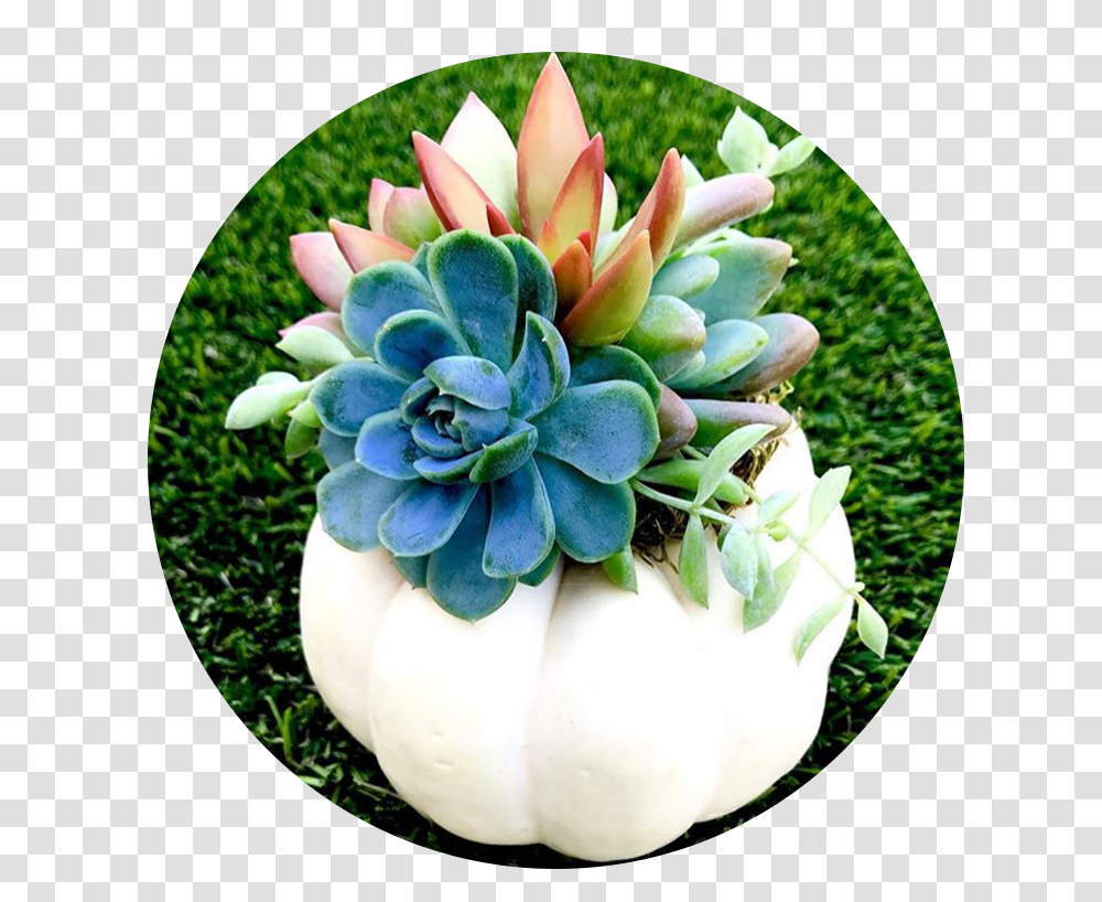 About Cardiff Succulents, Potted Plant, Vase, Jar, Pottery Transparent Png