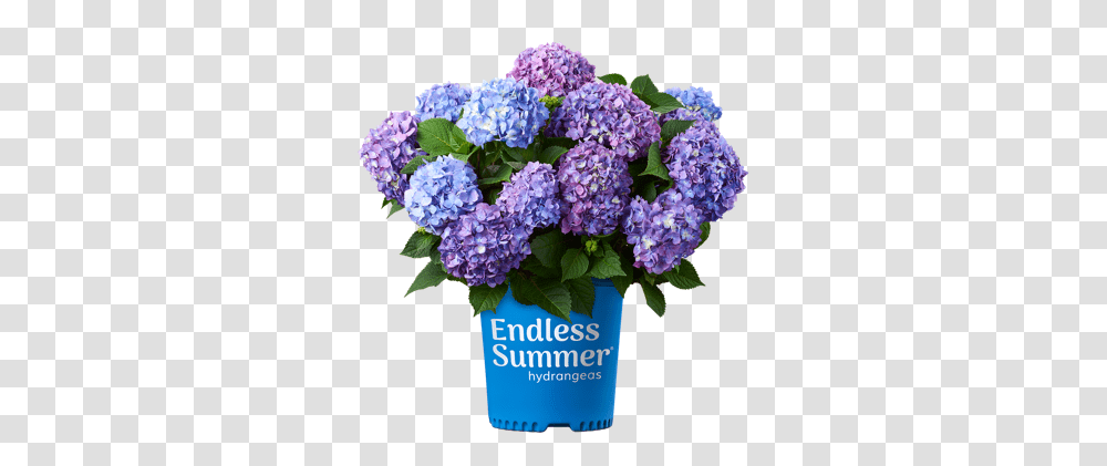About Endless Summer Hydrangeas From Bailey Nurseries Lowes Hydrangea, Plant, Flower, Blossom, Lilac Transparent Png