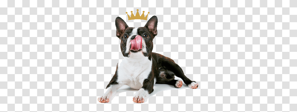 About Good As Gold Boston Terrier, Dog, Pet, Canine, Animal Transparent Png