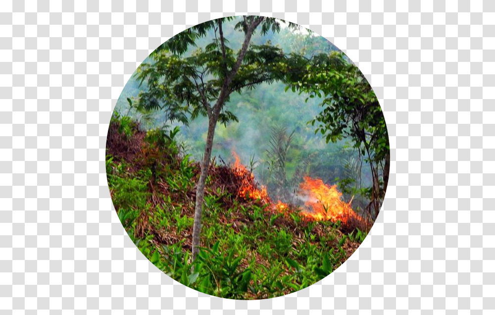 About Green Again Madagascar Woodland, Fire, Forest Fire, Plant, Bush Transparent Png