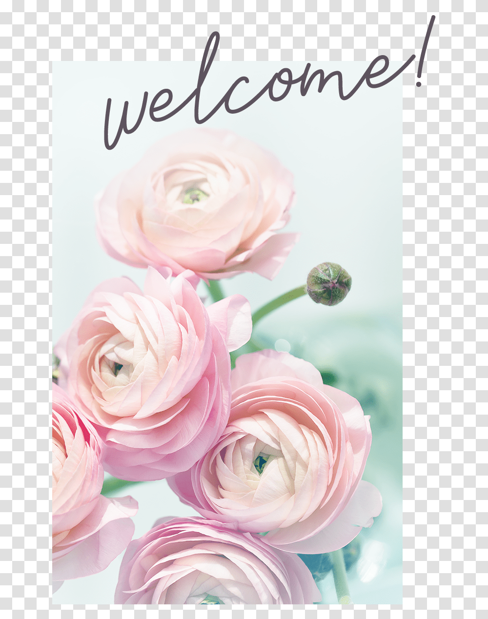About Holistica Welcome Garden Roses, Plant, Flower, Blossom, Petal Transparent Png