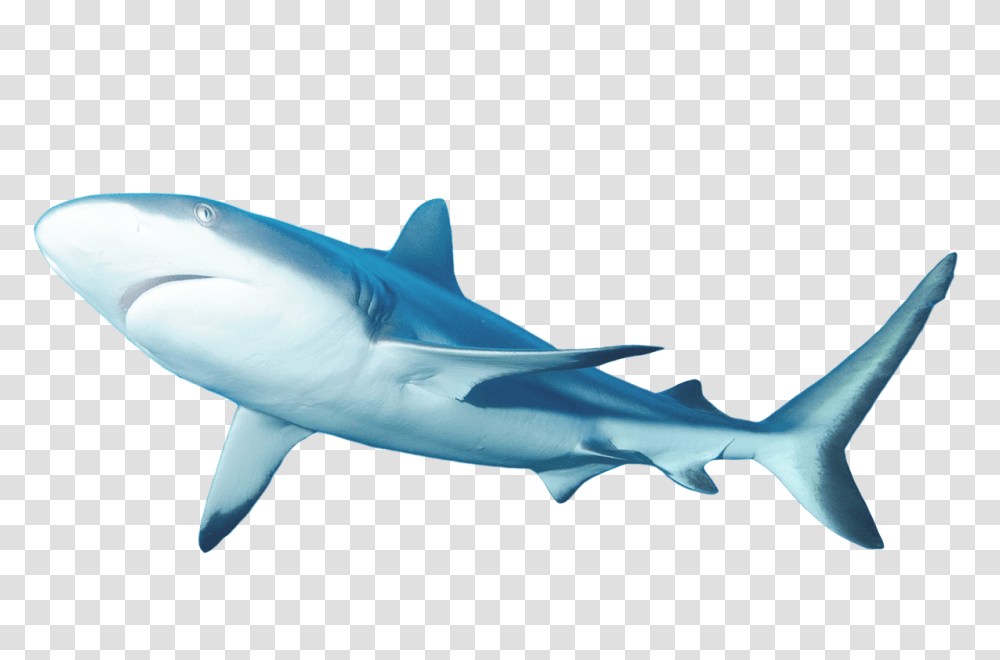 About Lemonshark, Sea Life, Fish, Animal, Great White Shark Transparent Png