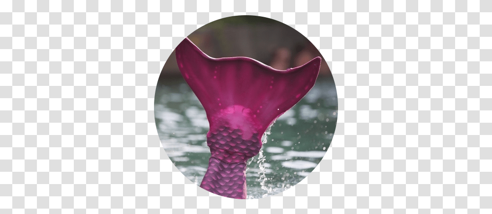 About Mermaidinc Girly, Petal, Flower, Plant, Sock Transparent Png