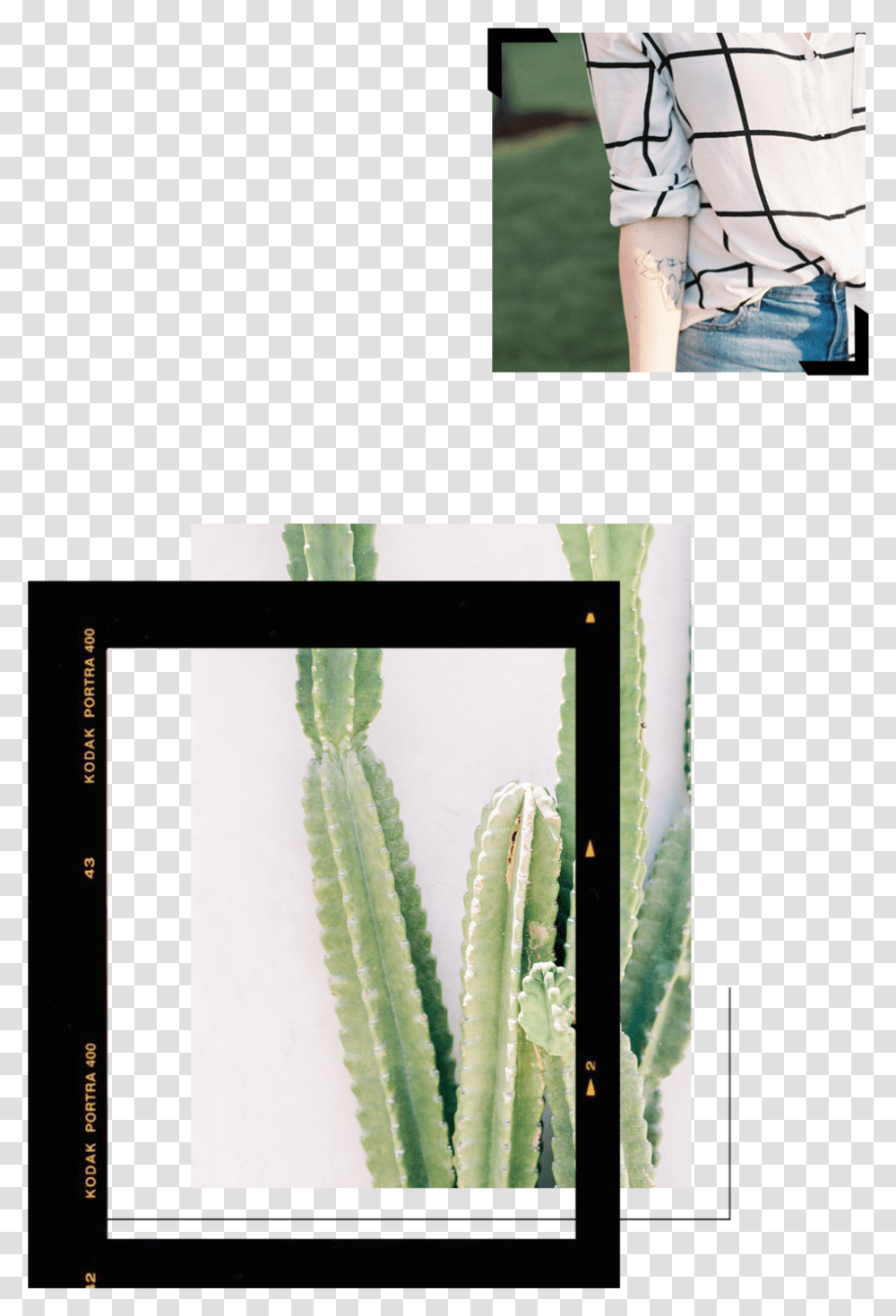 About Mini Updated4 San Pedro Cactus, Plant, Person, Human Transparent Png