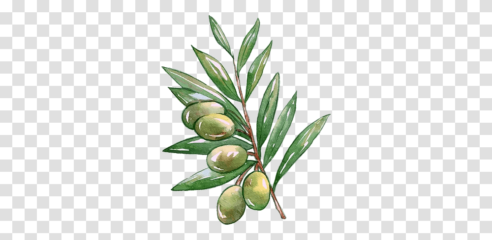 About Olivebranch Fresh, Tree, Plant, Annonaceae, Conifer Transparent Png