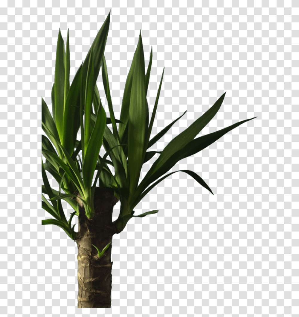 About Our Izote Palki Houseplant, Tree, Agavaceae, Leaf, Flower Transparent Png