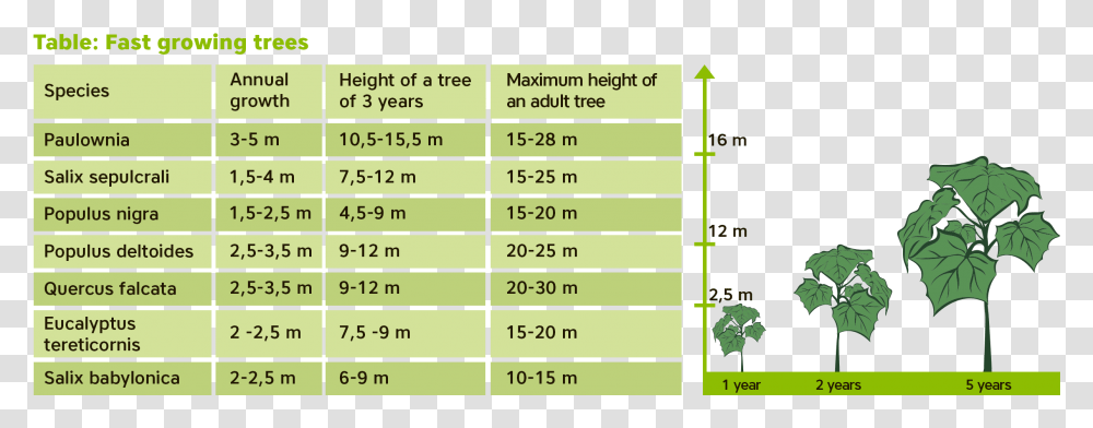 About Paulownia - Professional Sl Vertical, Number, Symbol, Text, Plot Transparent Png