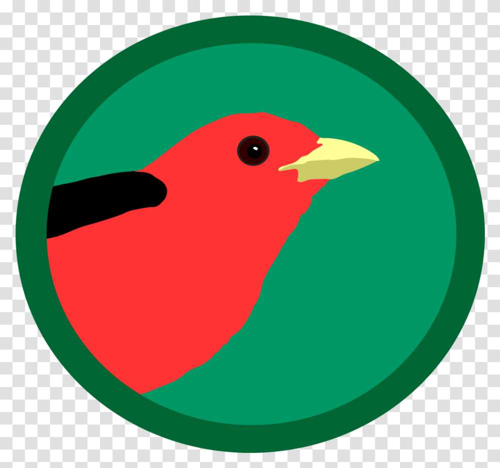 About - Exploring Birds Illustration, Animal, Finch, Cardinal, Canary Transparent Png