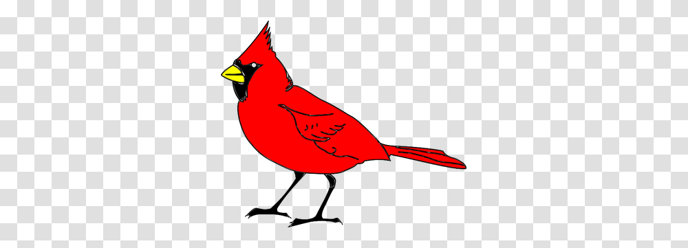 About Us, Cardinal, Bird, Animal, Jay Transparent Png