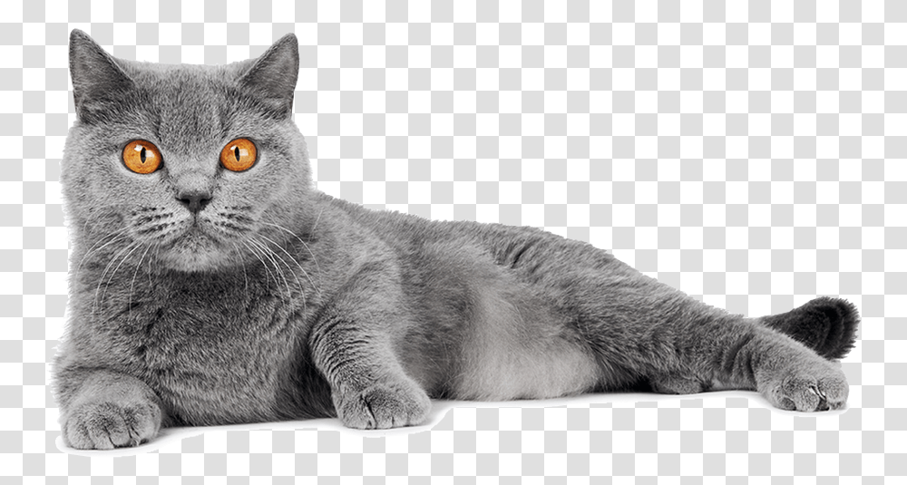 About Us Gray Hair Orange Eye Cat, Pet, Mammal, Animal, Manx Transparent Png