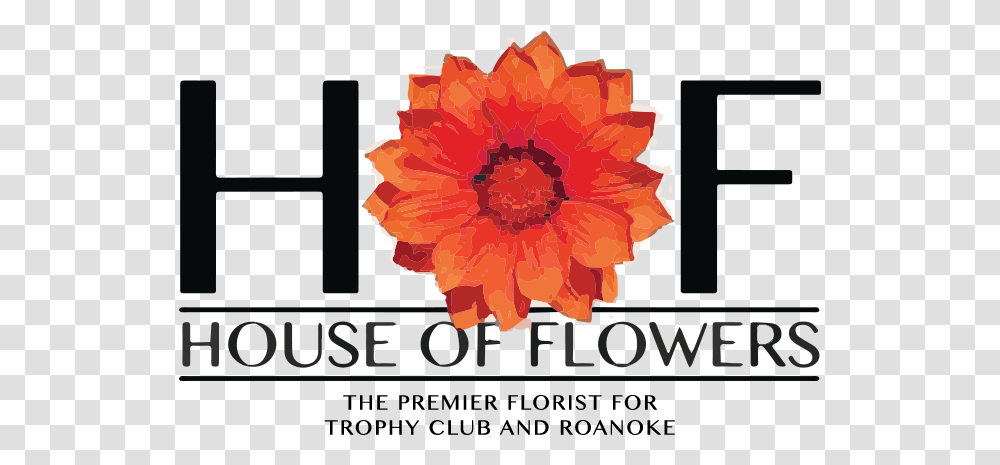 About Us House Of Flowers Dfw Barberton Daisy, Plant, Blossom, Anther, Graphics Transparent Png
