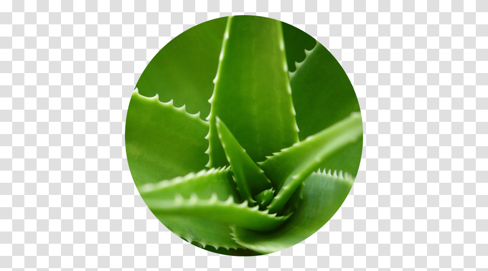 About Us Nobealoevera Aloe, Plant, Green, Leaf Transparent Png