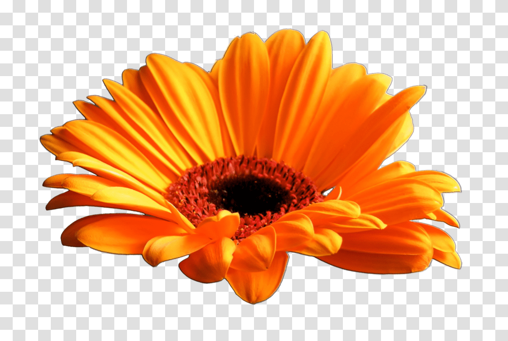 About Us, Plant, Flower, Blossom, Daisy Transparent Png