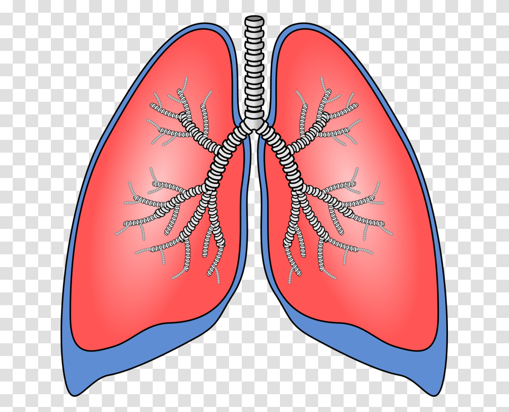About Your Lungs Respiratory System Human Body Breathing Free, Pattern, Ornament, X-Ray, Medical Imaging X-Ray Film Transparent Png