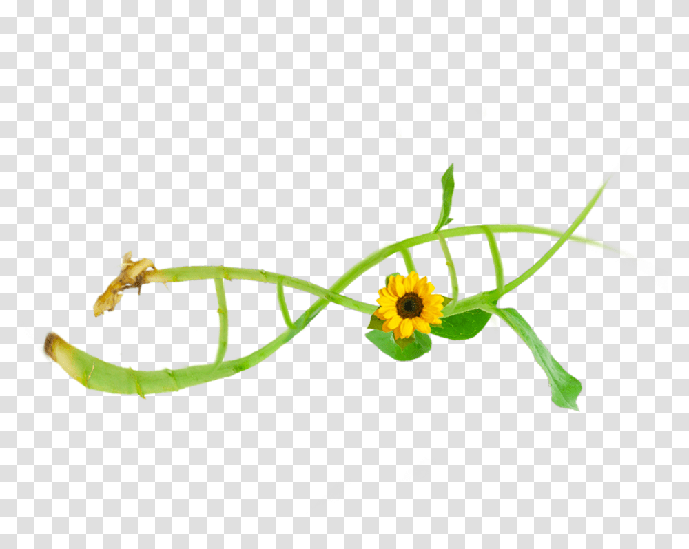 About Zymo Research Flower, Graphics, Art, Floral Design, Pattern Transparent Png