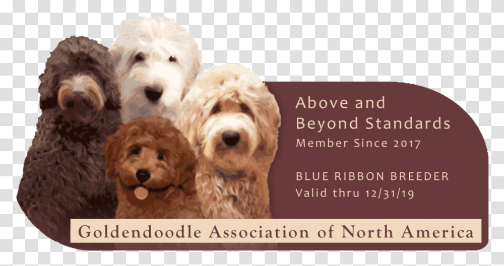 Above Beyond Our Goldendoodles, Dog, Pet, Canine, Animal Transparent Png
