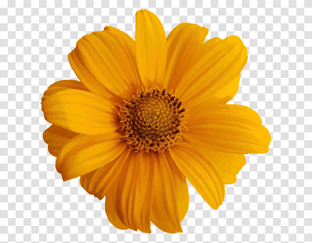 Abstract 960, Flower, Plant, Blossom, Daisy Transparent Png