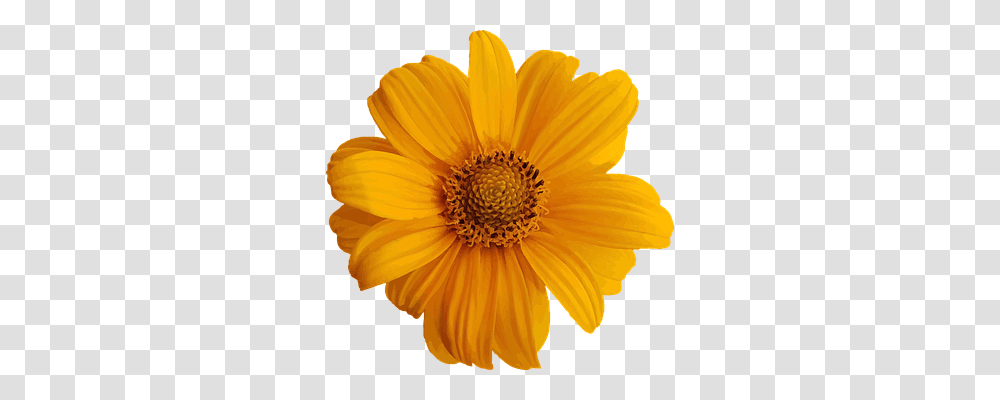 Abstract Plant, Flower, Blossom, Daisy Transparent Png