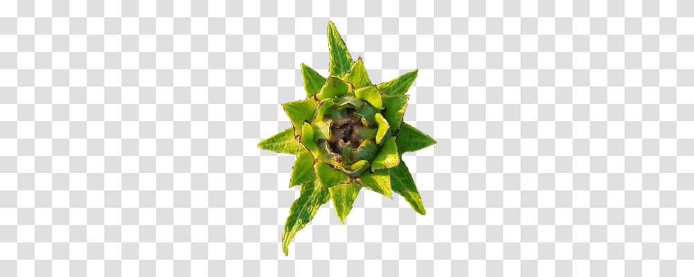 Abstract Plant, Leaf, Bud, Sprout Transparent Png