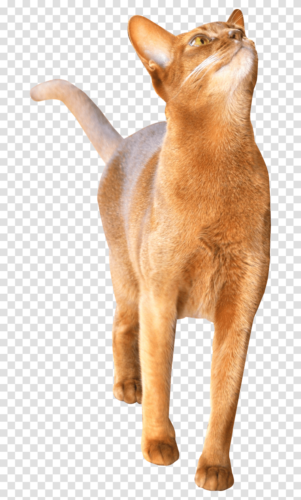 Abyssinian Cat, Pet, Mammal, Animal, Canine Transparent Png