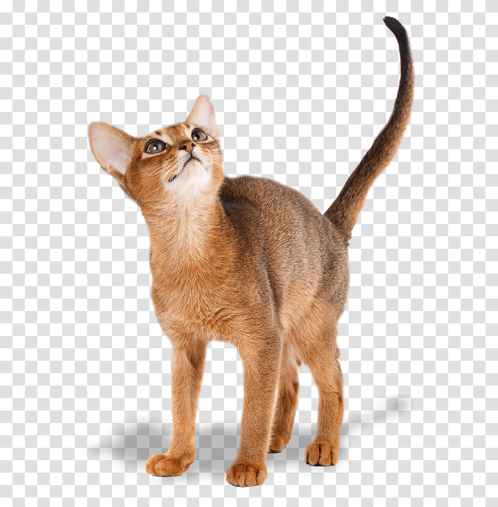 Abyssyn Cat Picture, Abyssinian, Pet, Mammal, Animal Transparent Png