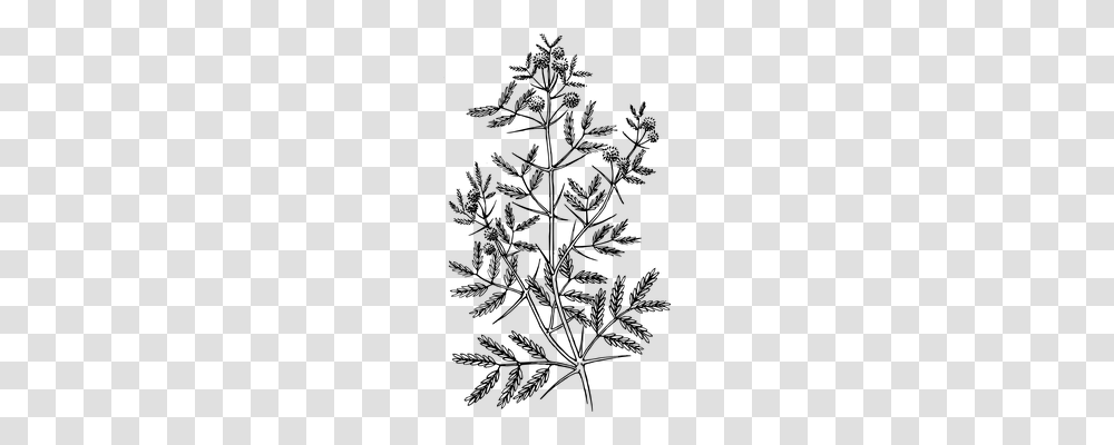 Acacia Nature, Gray, World Of Warcraft Transparent Png