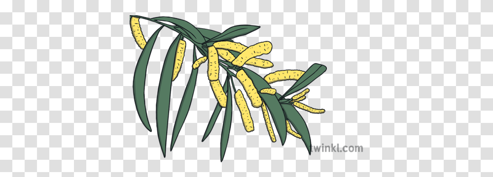 Acacia Binervia Plant Ks1 Illustration Twinkl Drawing, Pollen, Flower, Annonaceae, Tree Transparent Png