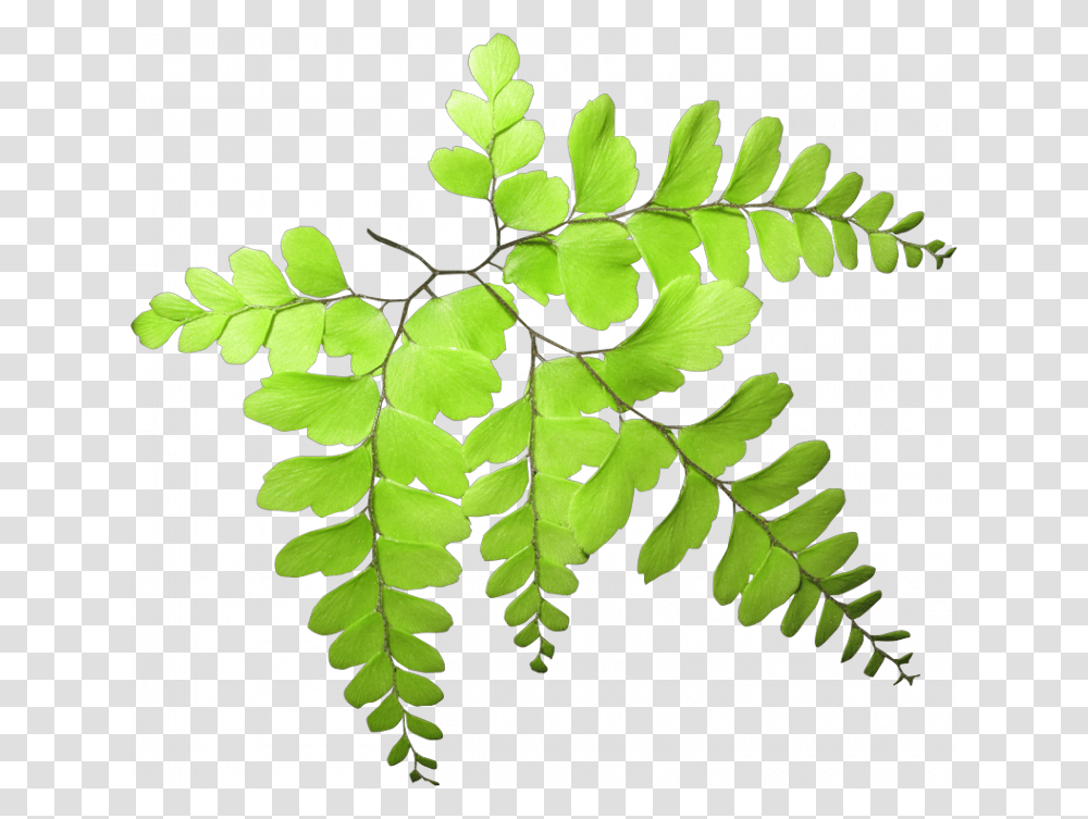 Acacia Greggii, Green, Plant, Leaf, Fern Transparent Png
