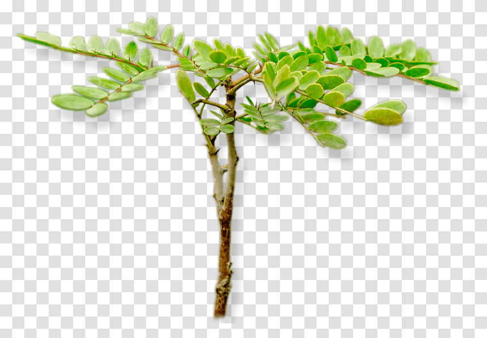 Acacia Greggii, Leaf, Plant, Tree, Flower Transparent Png