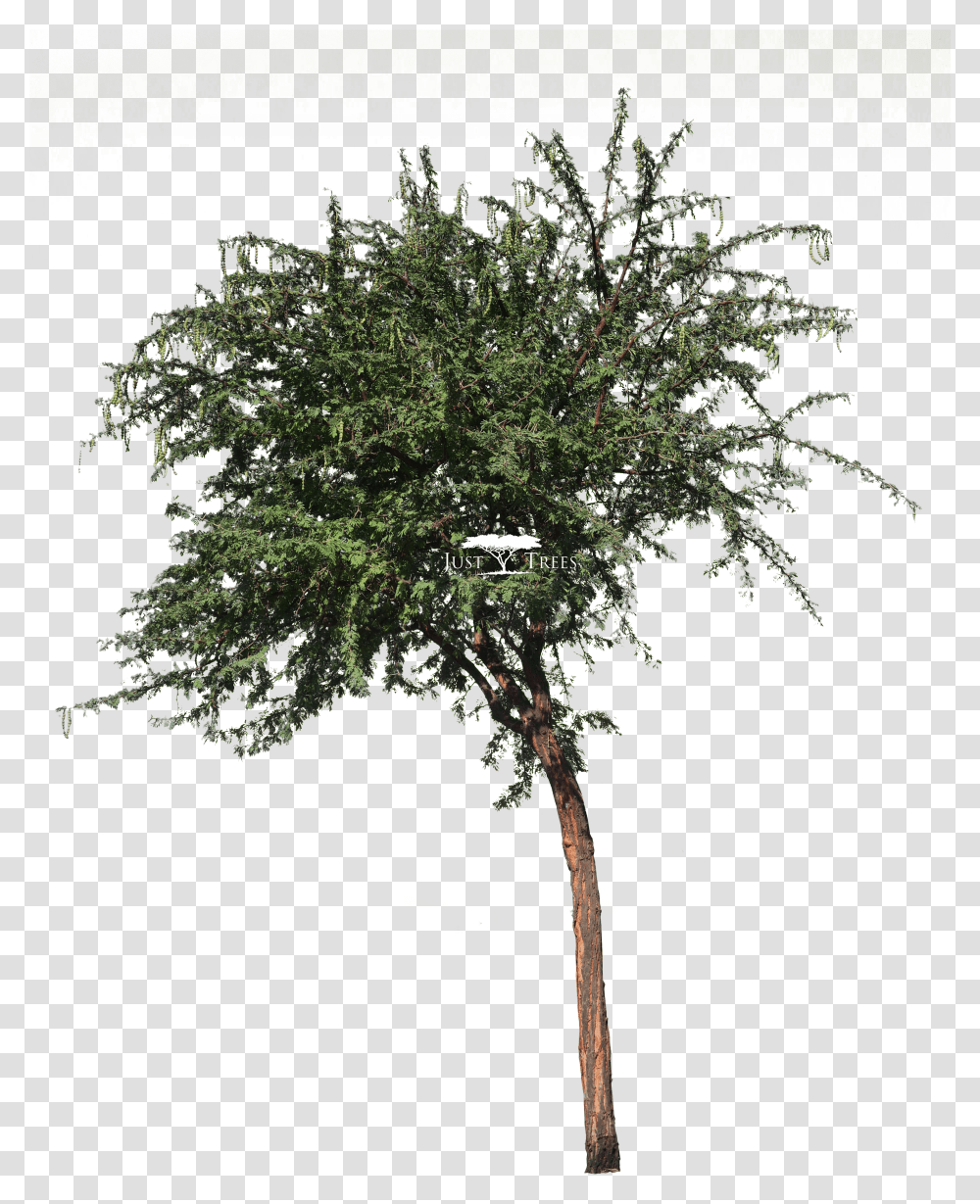 Acacia Nilotica L Vachellia Nilotica L Common Name Pond Pine Transparent Png