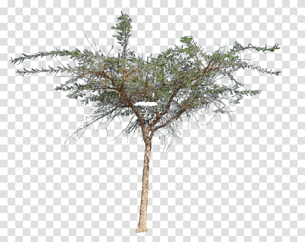 Acacia Sieberiana Var Woodii Mexican Pinyon, Cross, Tree, Plant, Conifer Transparent Png