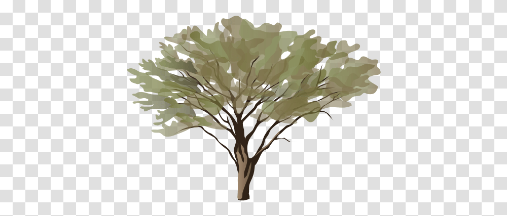 Acacia Spp Art, Tree, Plant, Leaf, Oak Transparent Png