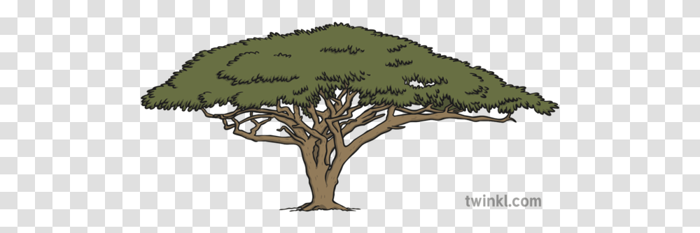 Acacia Tree 3 Illustration Oak, Plant, Gun, Vegetation, Bush Transparent Png