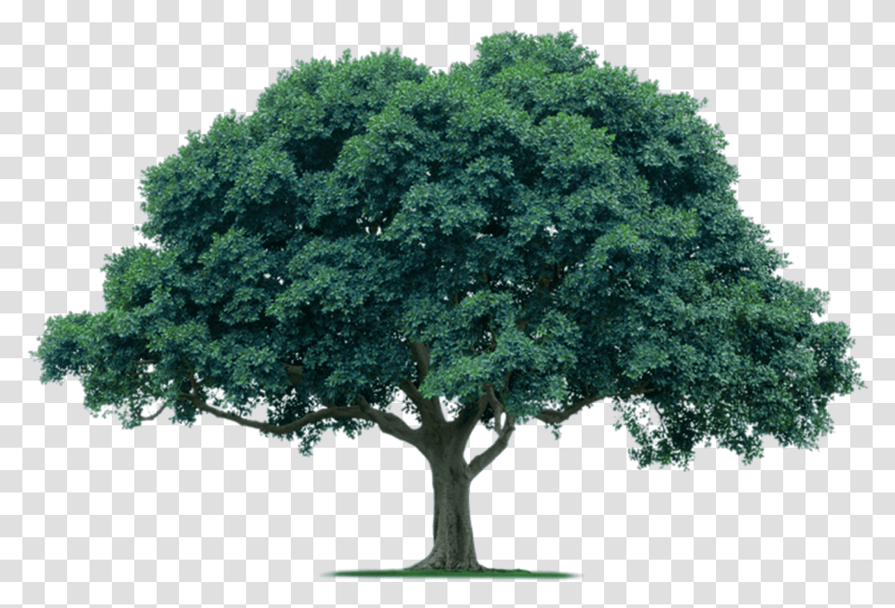 Acacia Tree Background Oak Tree, Plant, Sycamore, Cross Transparent Png
